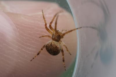 Agalenatea redii