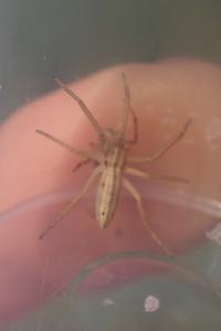 Tibellus