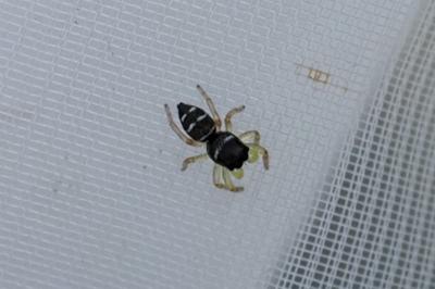 Heliophanus