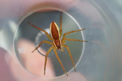 Dolomedes fimbriatus / Dolomedes plantarius