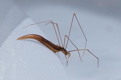 Rhomphaea rostrata