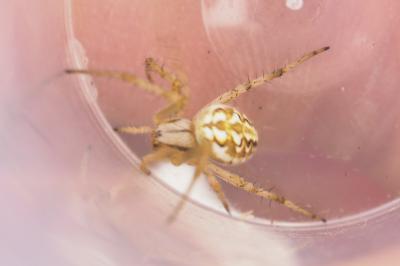 Neoscona adianta