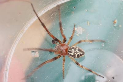 Larinioides cornutus