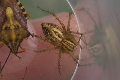 Oxyopes