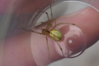Enoplognatha