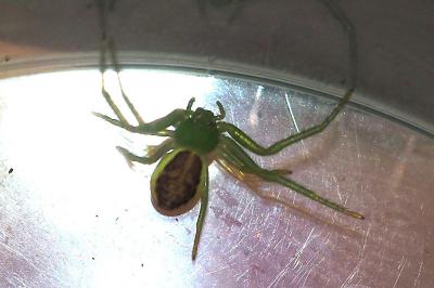 Diaea dorsata