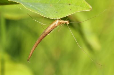 Rhomphaea rostrata