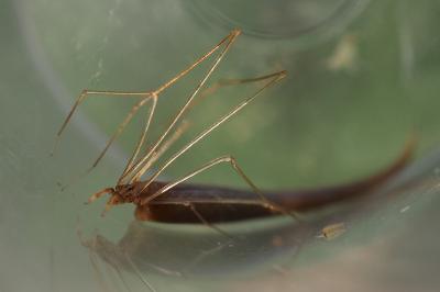 Rhomphaea rostrata