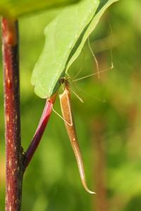 Rhomphaea rostrata
