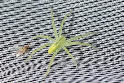 Micrommata virescens