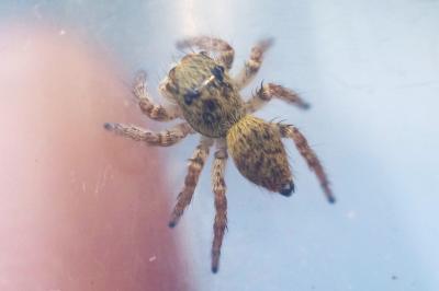 Carrhotus xanthogramma