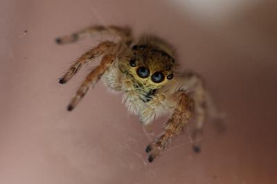 Carrhotus xanthogramma