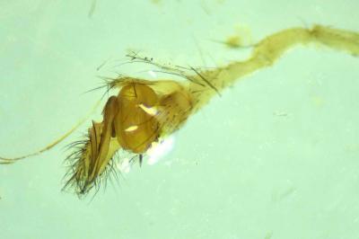 Tetragnatha