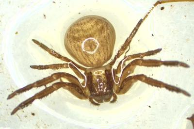 Xysticus ulmi
