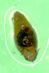 Lycosidae