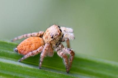 Carrhotus xanthogramma