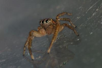 Marpissa radiata