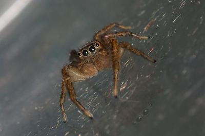 Marpissa radiata