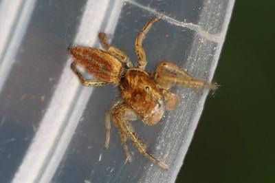 Marpissa radiata