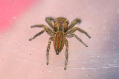 Marpissa radiata