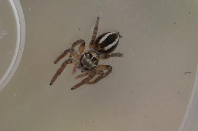Philaeus chrysops