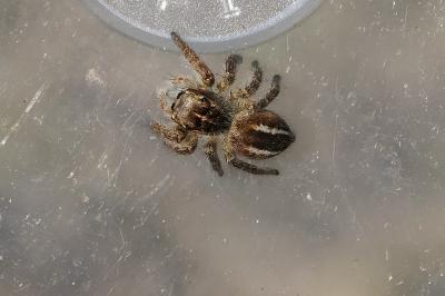 Philaeus chrysops
