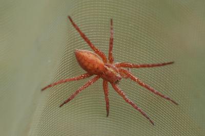 Dolomedes fimbriatus / Dolomedes plantarius