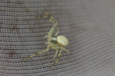 Misumena vatia