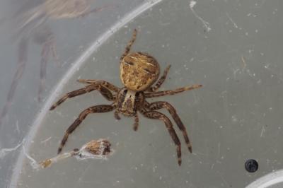 Xysticus