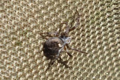 Agalenatea redii