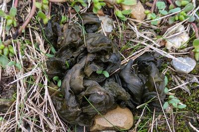 Nostoc commune