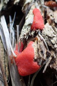 Dictydiaethalium plumbeum