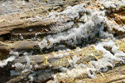 Ceratiomyxa fruticulosa