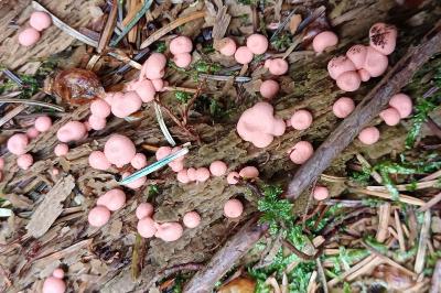 Lycogala epidendrum