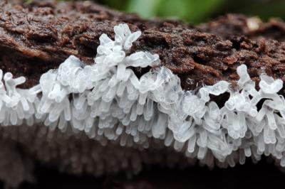 Ceratiomyxa fruticulosa