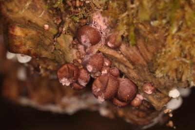 Lycogala epidendrum