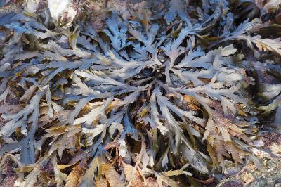 Fucus serratus