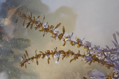 Sargassum muticum