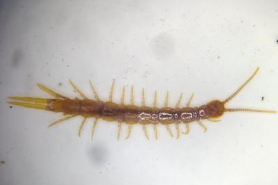 Lithobius microps