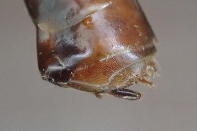 Enicospilus inflexus