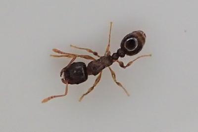 Tetramorium immigrans