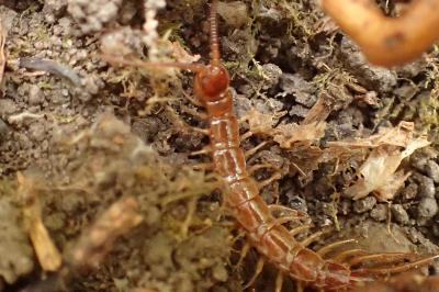 Lithobius forficatus