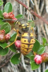 Vespula germanica