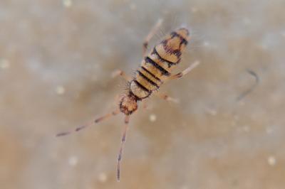 Entomobrya atrocincta