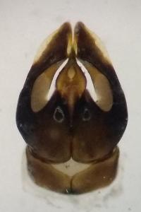 Andrena rhenana