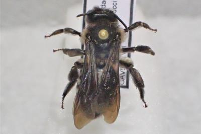 Andrena albopunctata