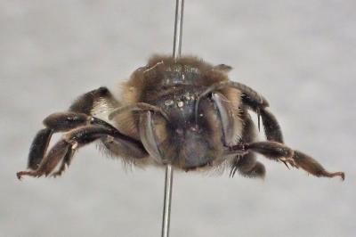 Andrena albopunctata
