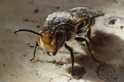 Osmia aurulenta