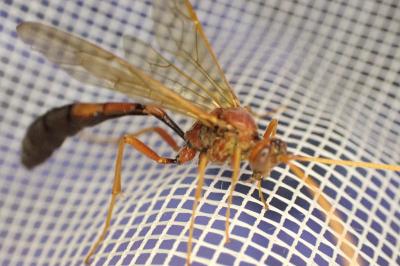 Eremotylus marginatus