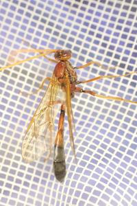 Eremotylus marginatus